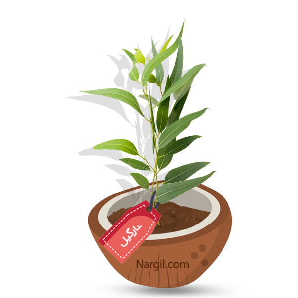 Nargil_Eucalyptus grandis